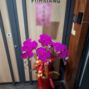 典雅型－祝賀蘭花（單盆）