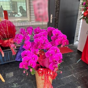 吉慶型－祝賀蘭花（單盆）