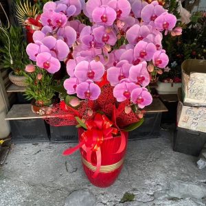 喜悅型－祝賀蘭花（單盆）