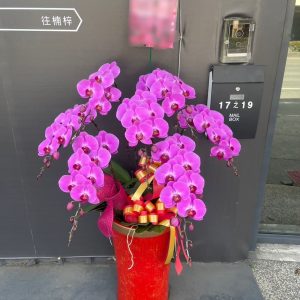 尊榮型－祝賀蘭花（單盆）